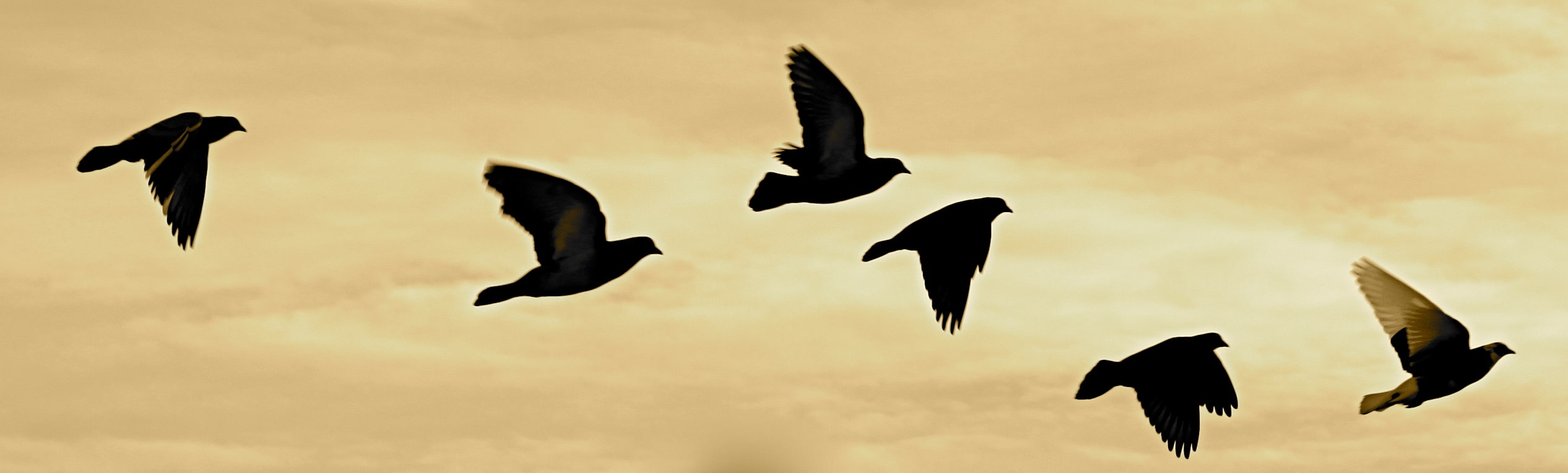 Cover Image of the Post