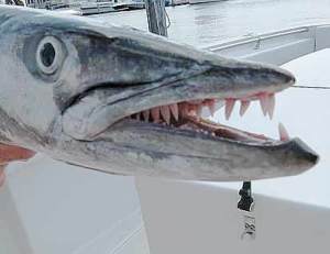 barracuda-teeth-close-up
